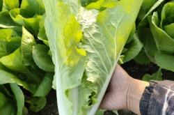 赤峰干白菜供貨商電話號(hào)碼