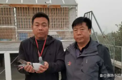 赤峰觀賞養(yǎng)鴿子基地電話號碼