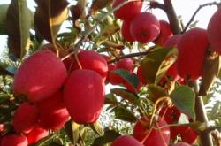 赤峰市采摘雞心果電話地址