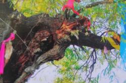 赤峰到樓子店順風(fēng)車電話號(hào)碼