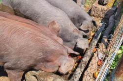 赤峰郝家鮮豬肉店電話(huà)號(hào)碼