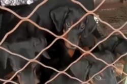 赤峰上門訓(xùn)犬的地方電話號碼