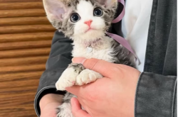 赤峰地區(qū)寵物貓出售電話號碼