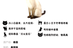 赤峰暹羅貓領養(yǎng)中心電話號碼