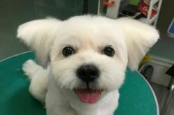 赤峰巴迪寵物店電話號(hào)碼