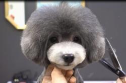 赤峰剪毛狗狗團(tuán)購電話地址查詢