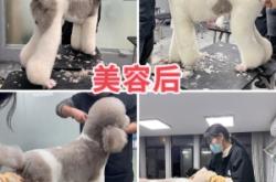 赤峰狗剃毛造型店電話號(hào)碼