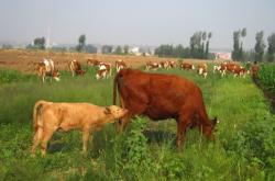 赤峰牛牧市場(chǎng)地址電話號(hào)碼