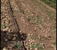 赤峰麥肯種植基地電話號碼