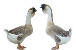 赤峰鵝苗出售最新信息電話號碼