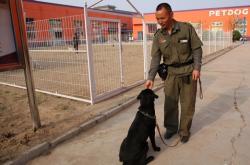 赤峰有沒有訓(xùn)犬師傅電話地址