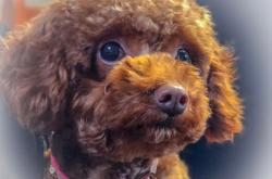 赤峰玖月寵物醫(yī)院電話號(hào)碼