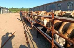 赤峰養(yǎng)牛技術(shù)交流群電話號碼