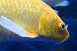 赤峰龍鳳錦鯉養(yǎng)殖場電話號碼