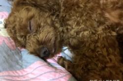 赤峰領養(yǎng)貓狗的地方電話號碼