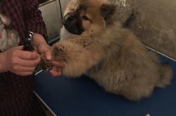 赤峰市寵物收留所電話號碼