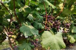 赤峰賣葡萄肥料的地方電話號(hào)碼