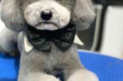 赤峰狗狗代買店電話地址查詢