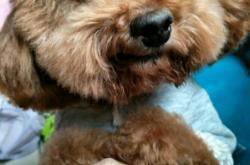 赤峰市狗狗認(rèn)領(lǐng)電話查詢號碼