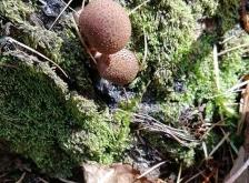 赤峰榛蘑采摘園地址電話號碼