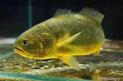 赤峰神奇撈魚樂園電話多少號