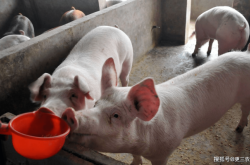 赤峰生豬屠宰場地址電話號碼