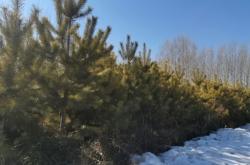 赤峰收購(gòu)松樹苗電話號(hào)碼是多少