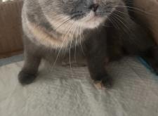 赤峰本地貓舍地址電話號(hào)碼