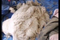 赤峰山羊屠宰場地址電話號碼