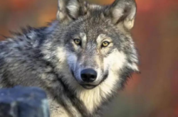 赤峰養(yǎng)狼大戶聯(lián)系電話號(hào)碼