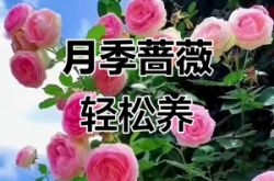 赤峰爬藤月季基地電話號碼