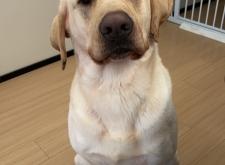 赤峰錦山領(lǐng)養(yǎng)狗電話號碼是多少