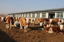 赤峰鑫豐肉牛養(yǎng)殖廠電話號碼