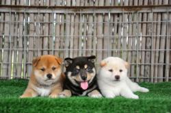 赤峰五蘊(yùn)寵物診所電話號碼