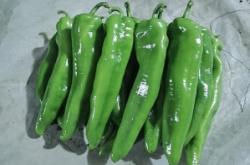 內(nèi)蒙赤峰辣椒收購電話號碼是多少