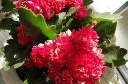 赤峰寧城天義鮮花店電話號(hào)碼