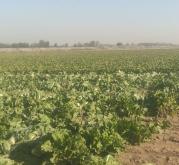 赤峰附近挖菜機(jī)出租電話號(hào)碼