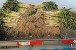 赤峰市區(qū)賣大蔥電話號(hào)碼是多少