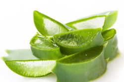 赤峰賣(mài)鮮蘆薈的電話(huà)地址是多少