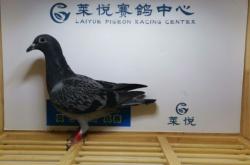 赤峰步行街麒麟社區(qū)電話號(hào)碼