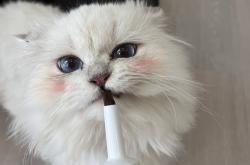 赤峰小馬哥貓舍電話地址查詢