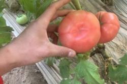 赤峰收柿子電話號碼多少號