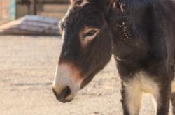 赤峰老笨生鮮電話