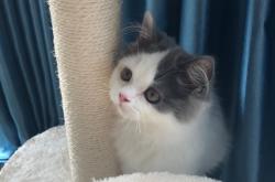 赤峰如意貓舍電話多少號(hào)