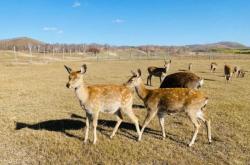 烏蘭布統(tǒng)到赤峰班車電話