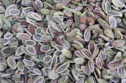 內(nèi)蒙赤峰藥材種子購銷電話號碼