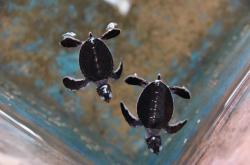 赤峰海洋館綠野仙蹤電話號(hào)碼