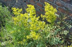 赤峰敖漢油渣廠電話地址是多少