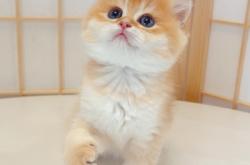 赤峰個(gè)人售貓電話號(hào)碼是多少