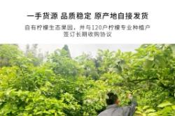 赤峰檸檬鮮果店電話號碼多少